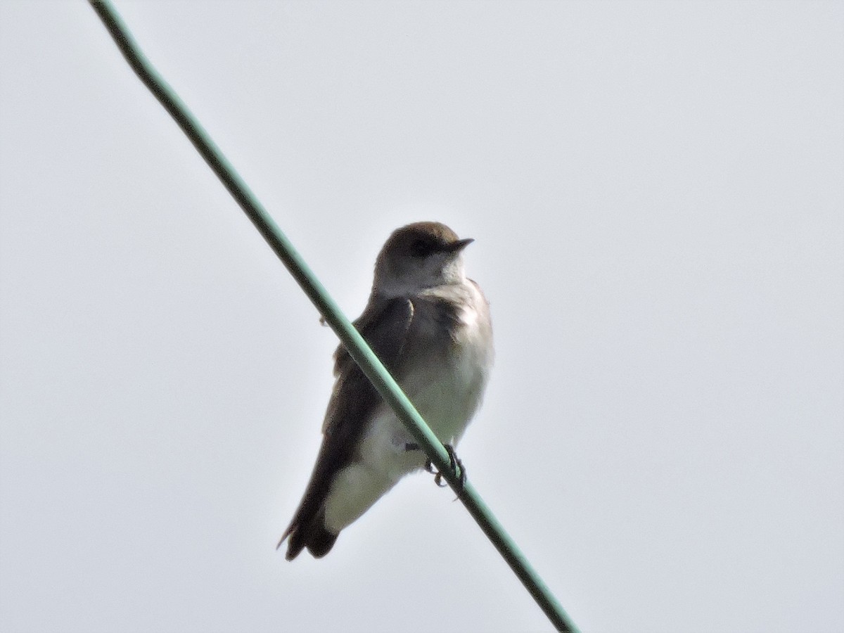 Northern Rough-winged Swallow - Eric Michael