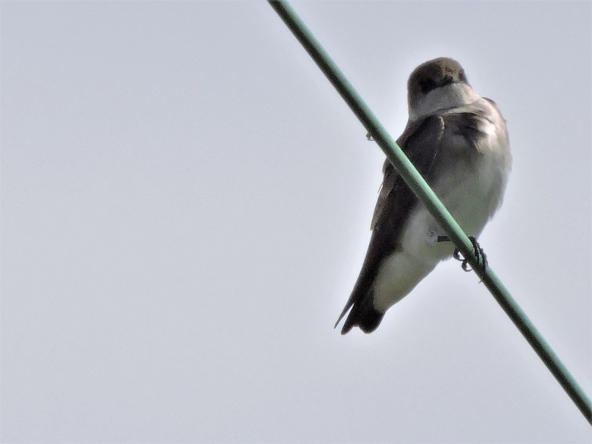 Northern Rough-winged Swallow - Eric Michael