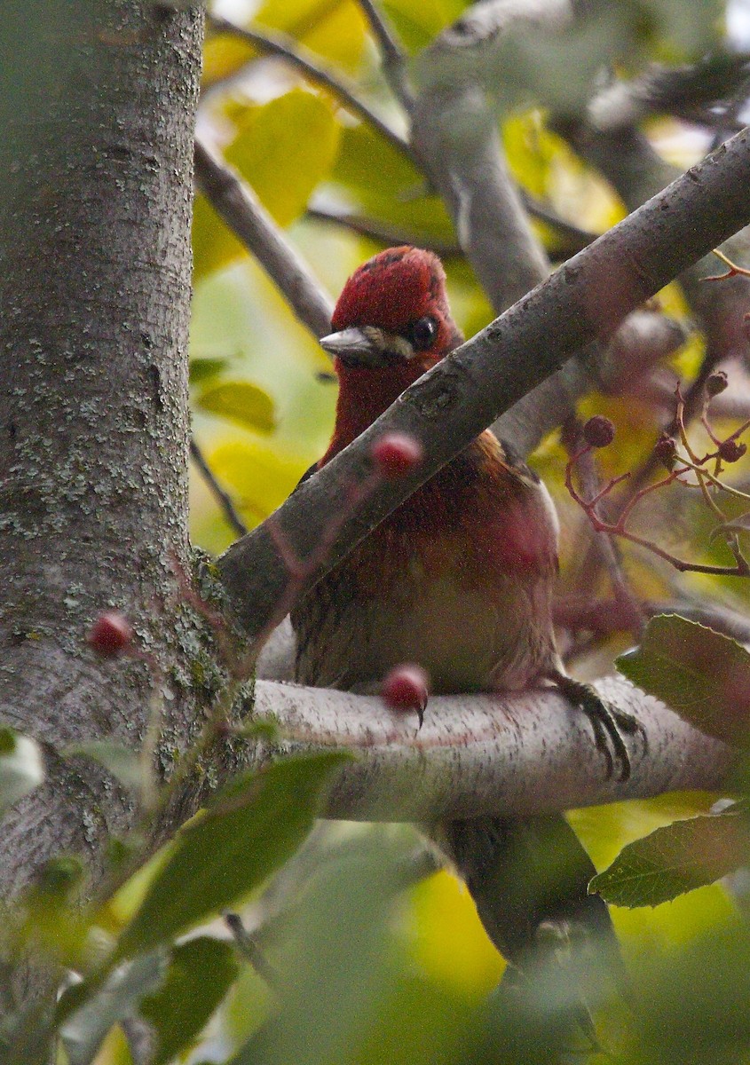 Red-breasted Sapsucker - ML22196291