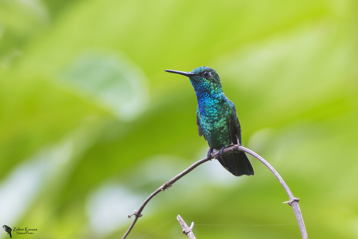 Blue-tailed Emerald - Zoltan Kovacs