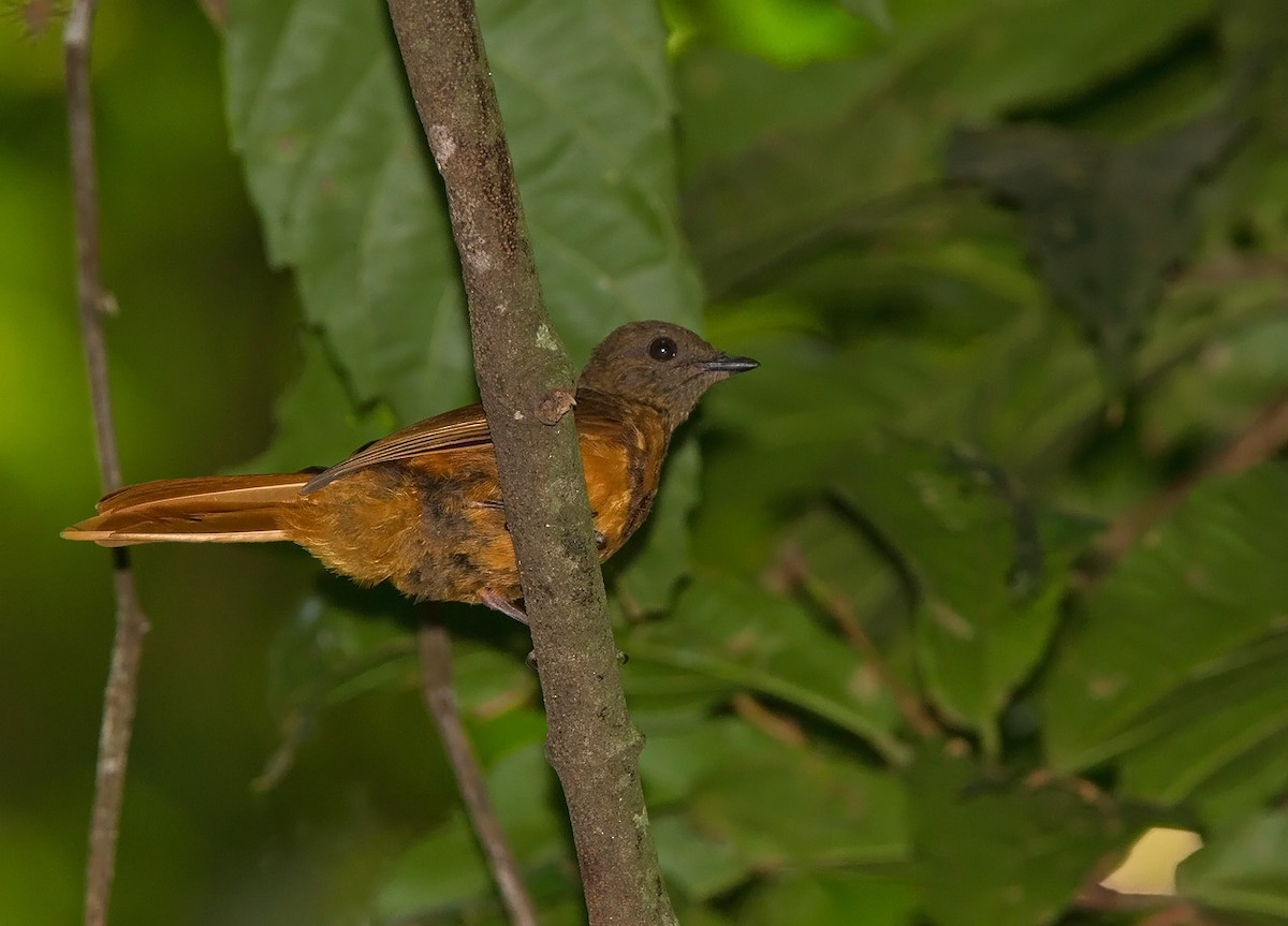 Rufous Flycatcher-Thrush - ML221963401