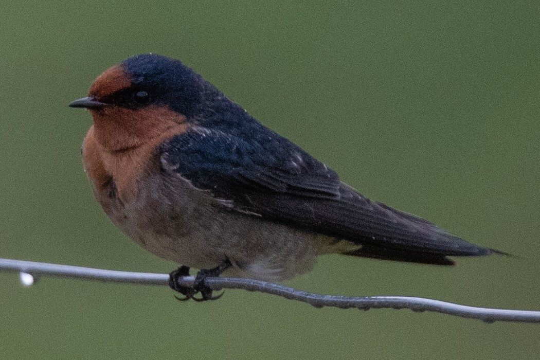 Hirondelle messagère - ML221964201