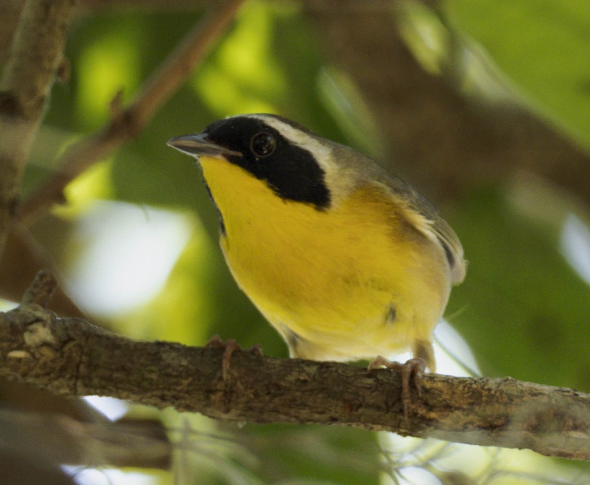 Common Yellowthroat - ML221964681