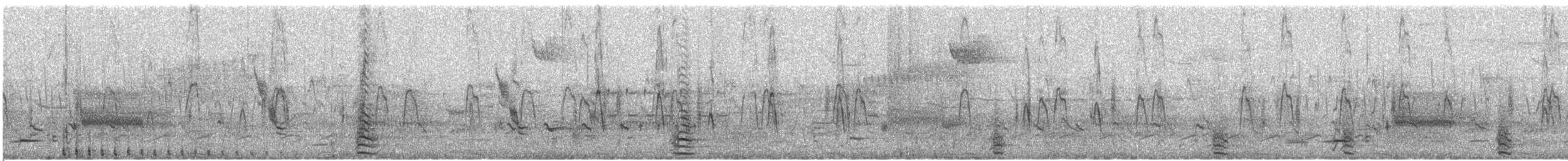 Marzaiola americana - ML221965121