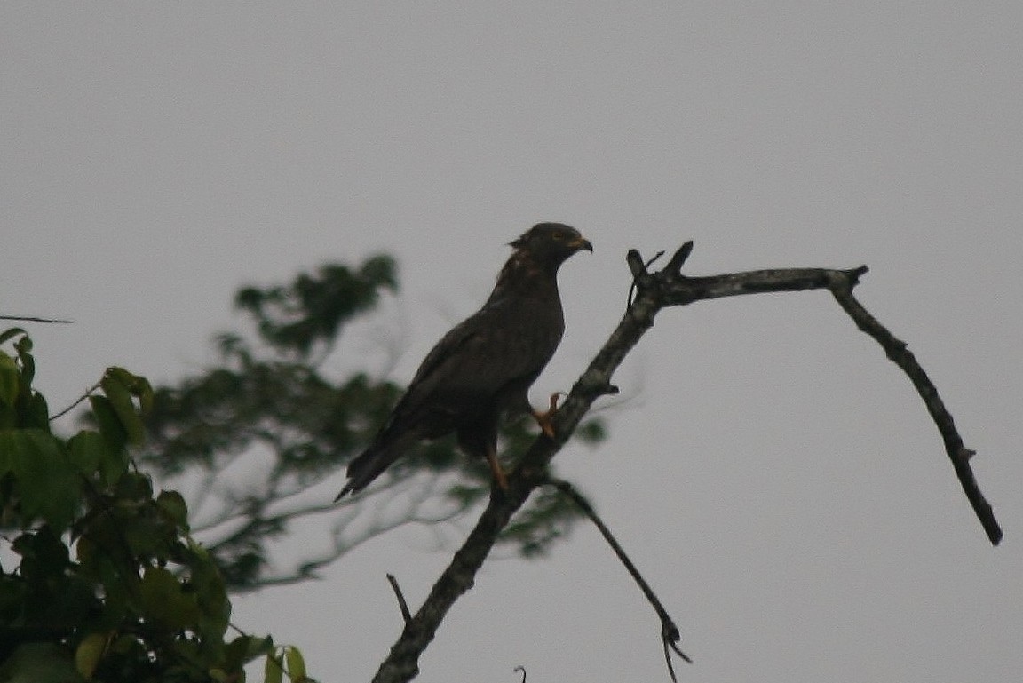 European Honey-buzzard - Tony King