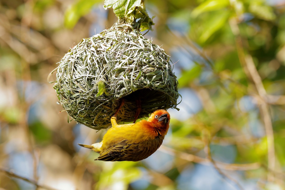 Cape Weaver - ML221965651