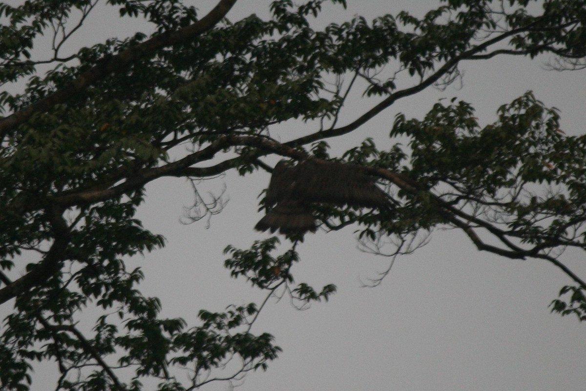 European Honey-buzzard - ML221965691