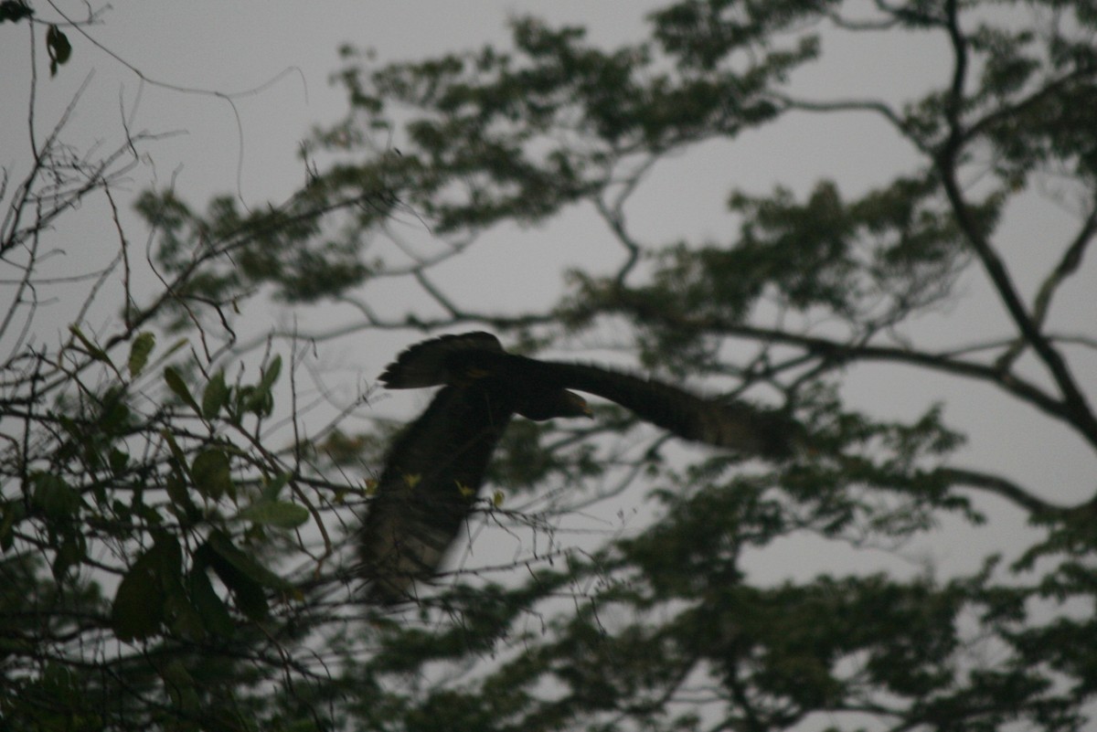 European Honey-buzzard - ML221965701