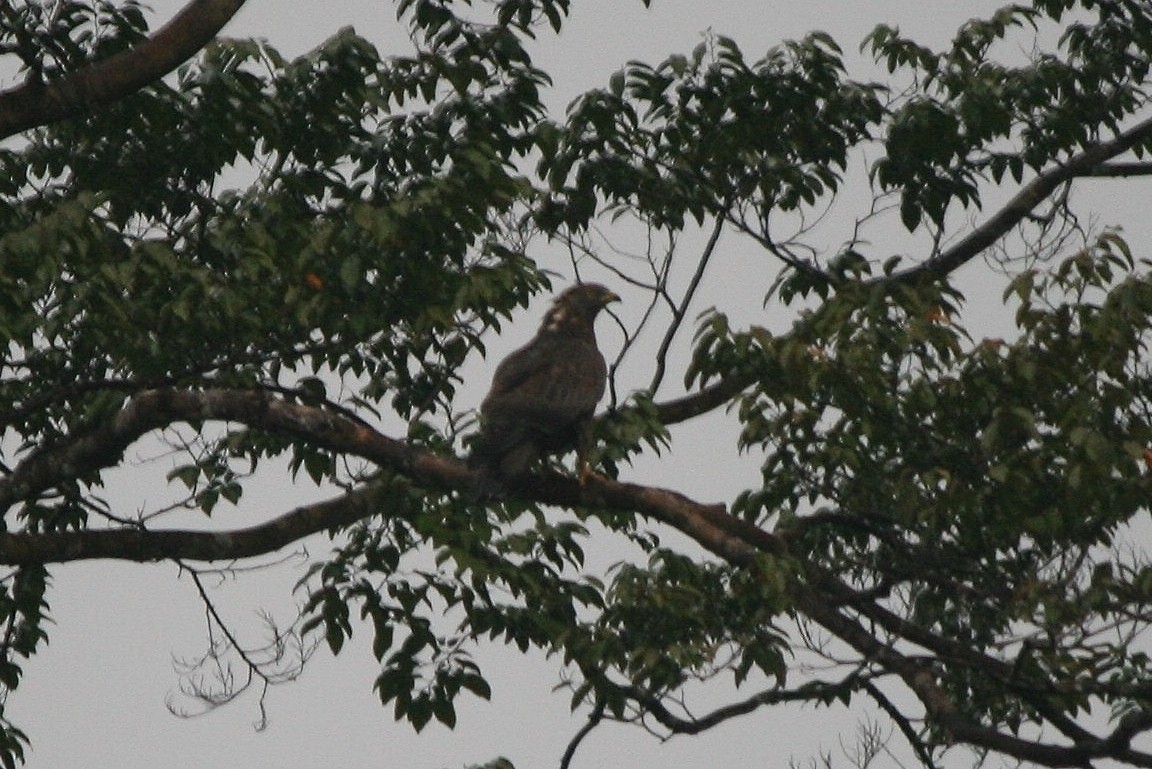 European Honey-buzzard - ML221965721