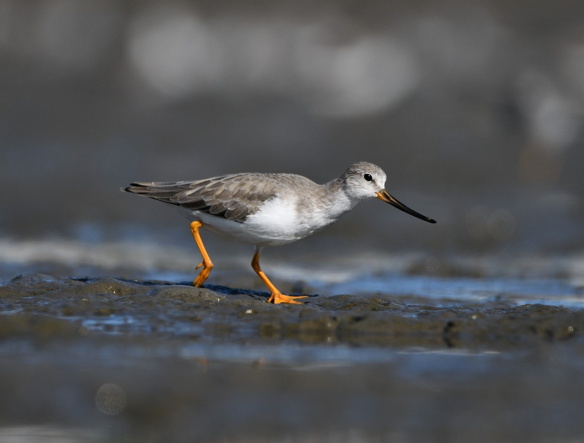 Terek Sandpiper - ML221966661