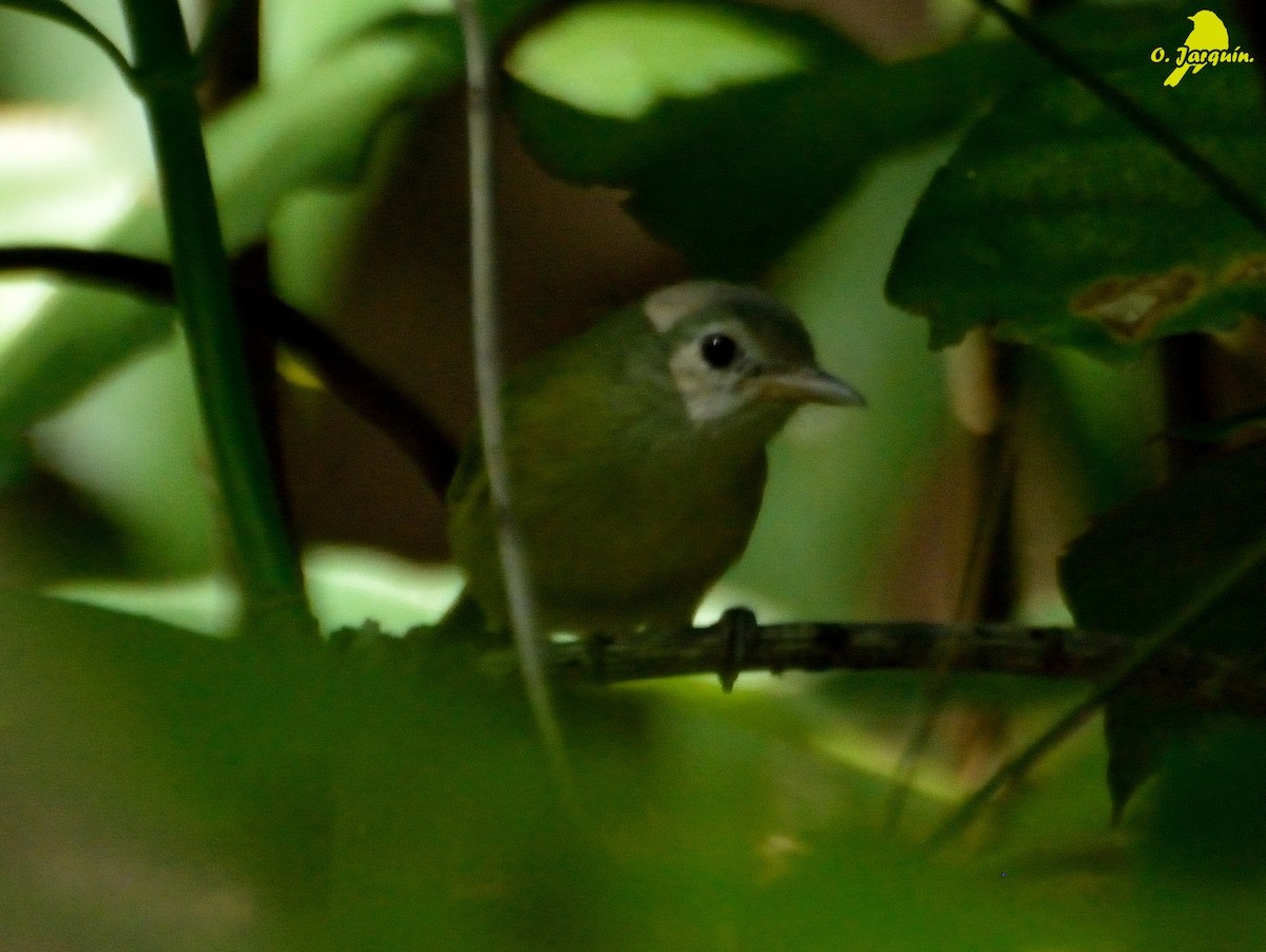 Lesser Greenlet - Orlando Jarquín