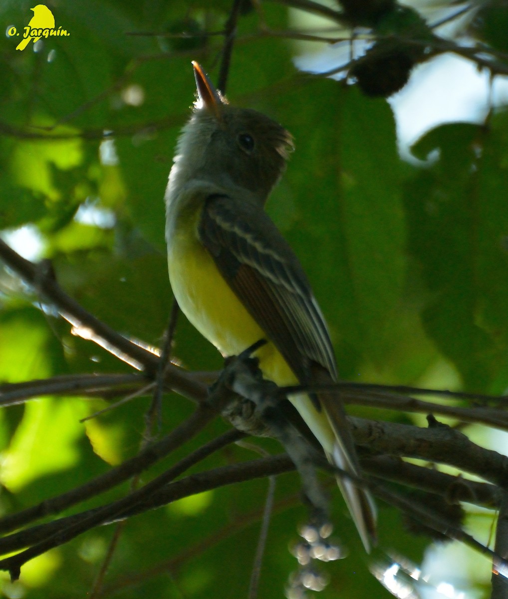 Great Crested Flycatcher - Orlando Jarquín