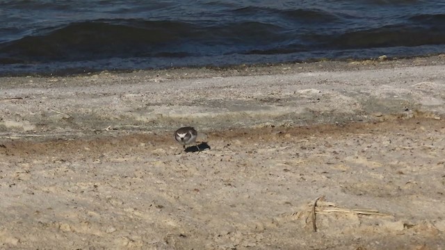 Kentish Plover - ML221967521