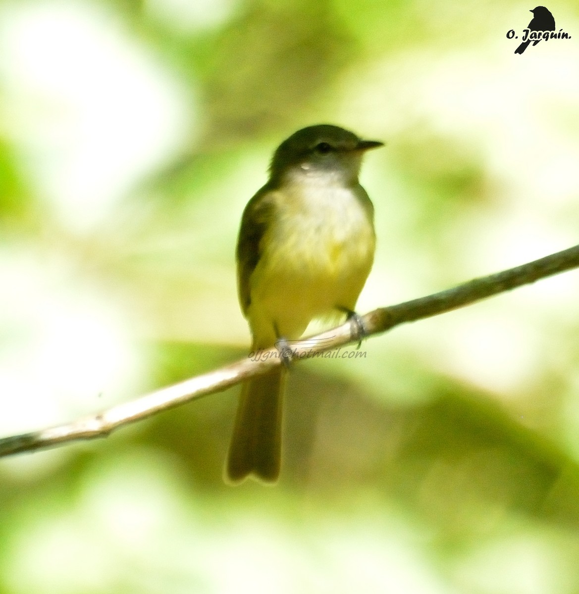 Greenish Elaenia - Orlando Jarquín