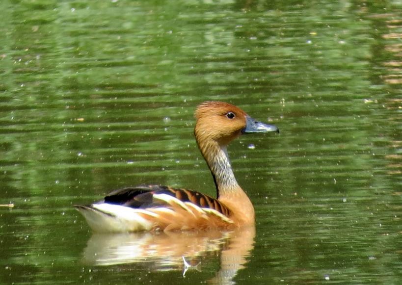 Fulvous Whistling-Duck - ML22196771