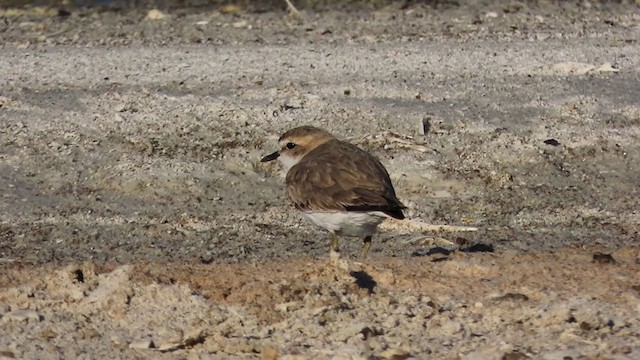 Kentish Plover - ML221967741