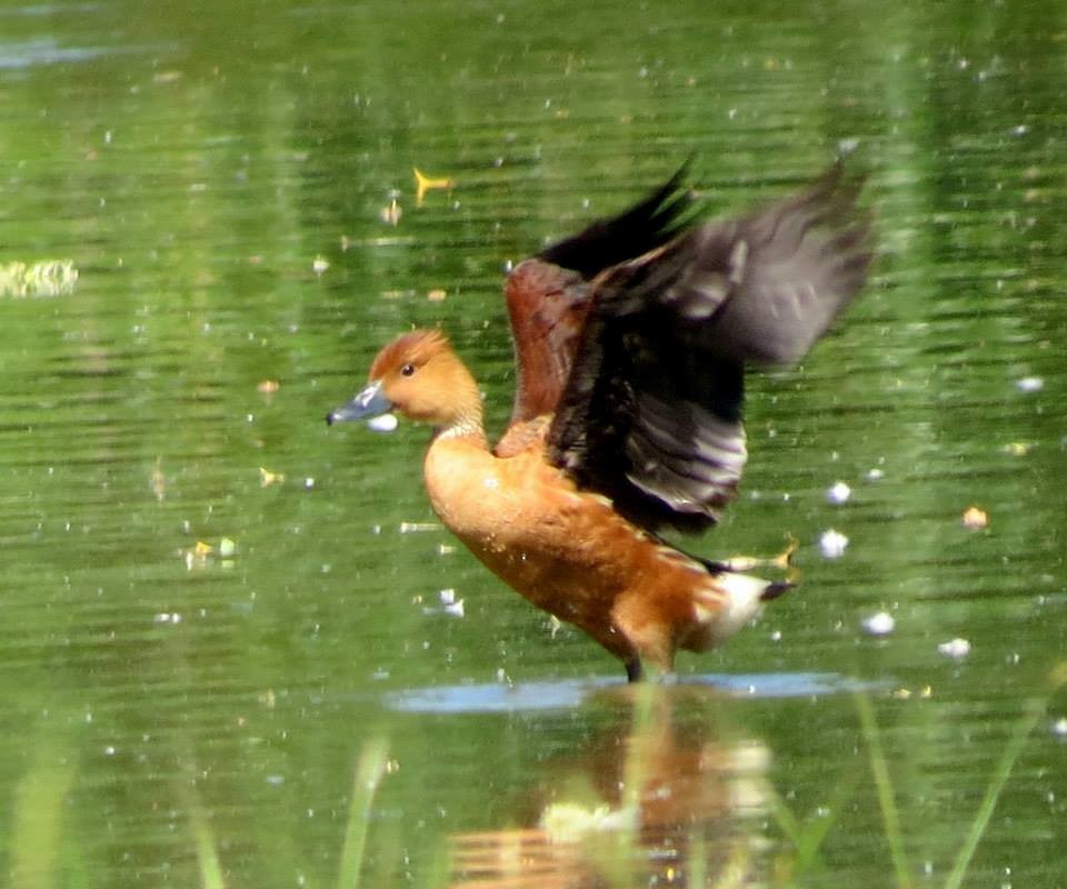 Fulvous Whistling-Duck - ML22196781