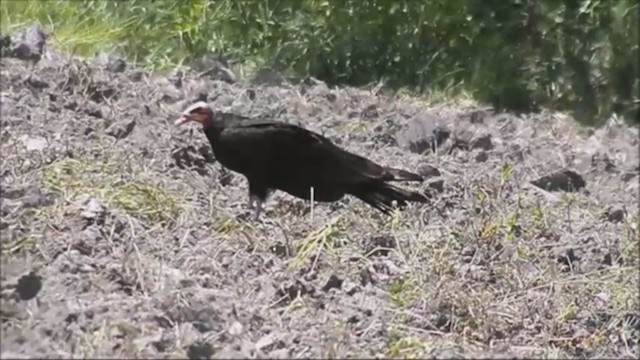 Lesser Yellow-headed Vulture - ML221968301