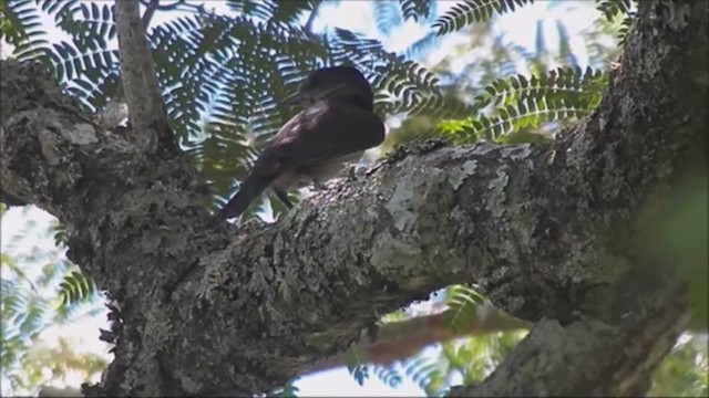 Crested Becard - ML221968441