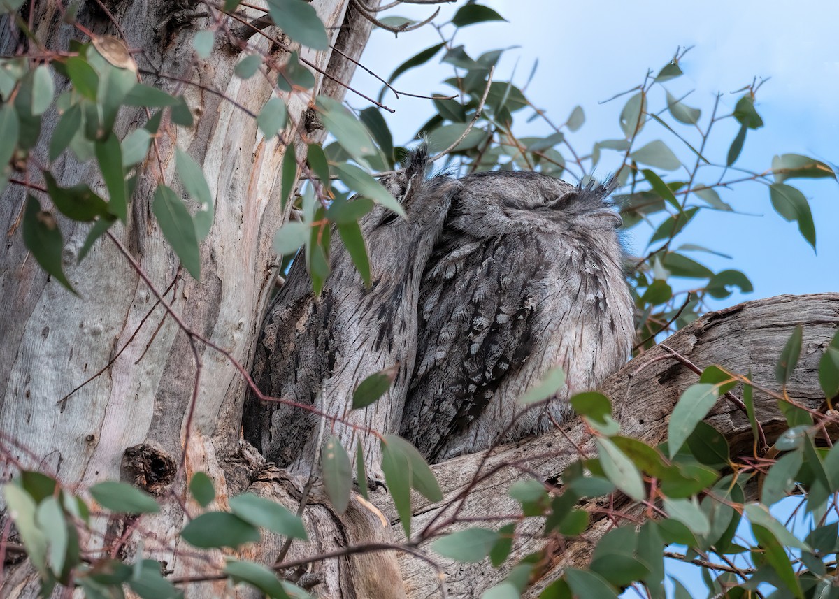 Tawny Frogmouth - ML221969071