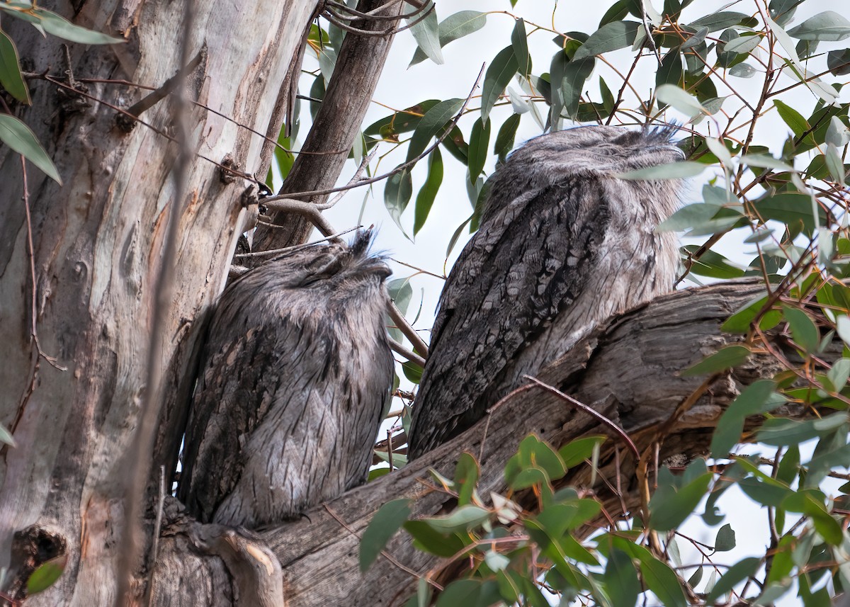 Tawny Frogmouth - ML221969091