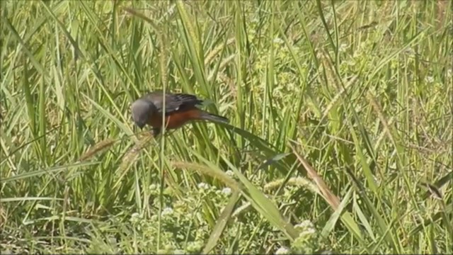 Tawny-bellied Seedeater - ML221969141