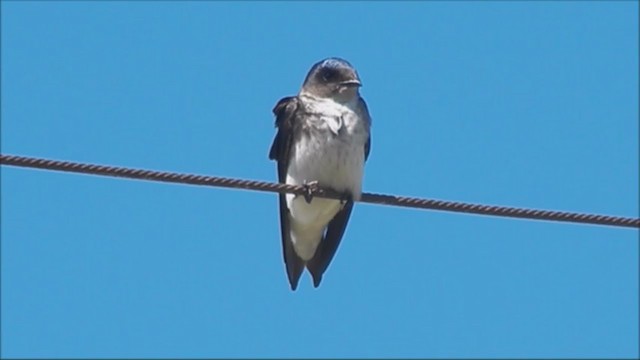 Gray-breasted Martin - ML221969431