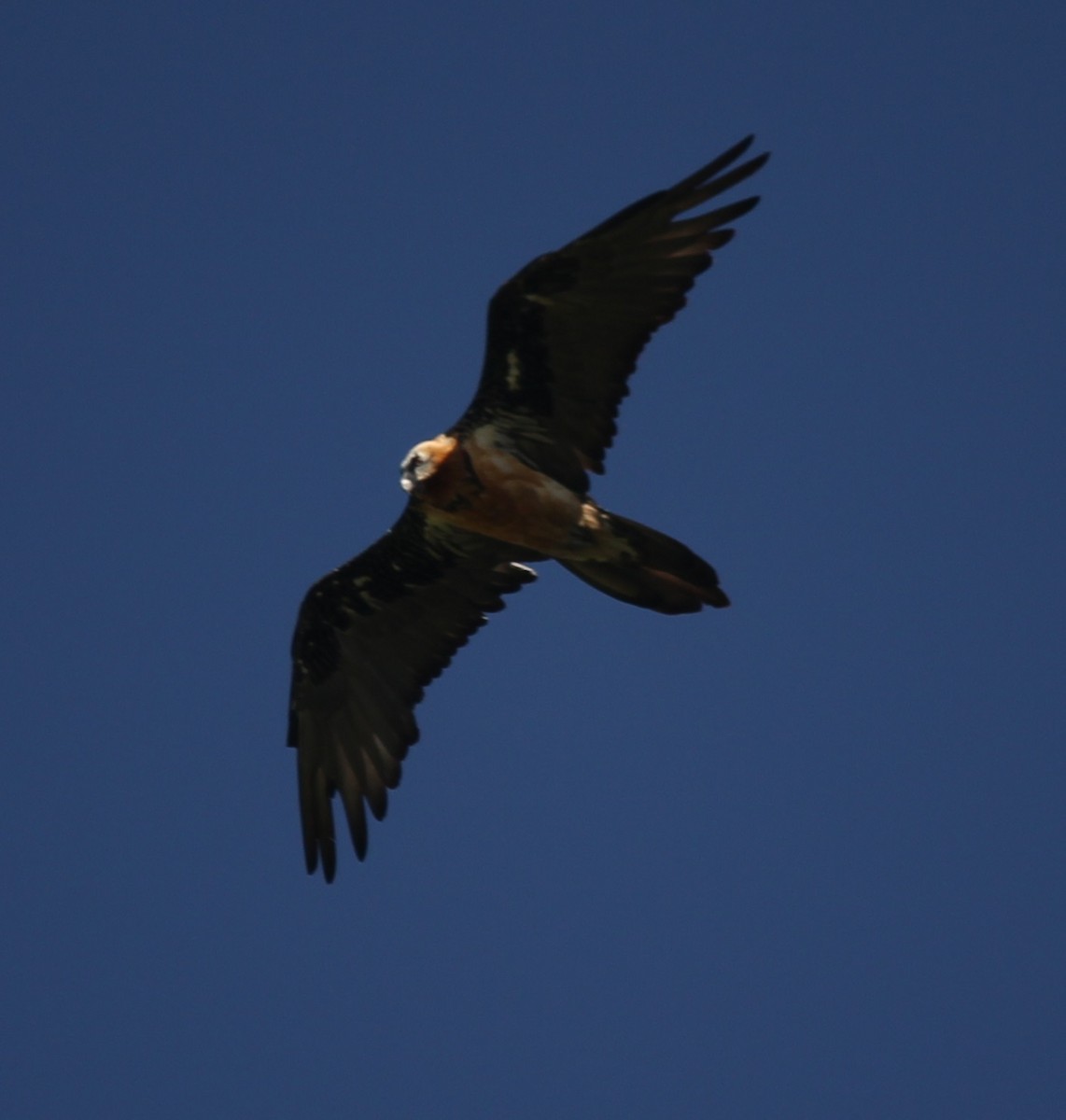 Bearded Vulture - ML221970531