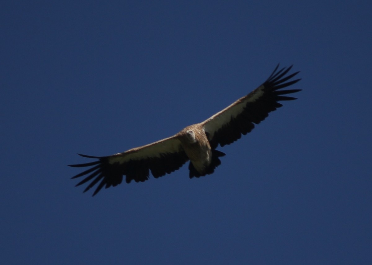 Himalayan Griffon - ML221970611