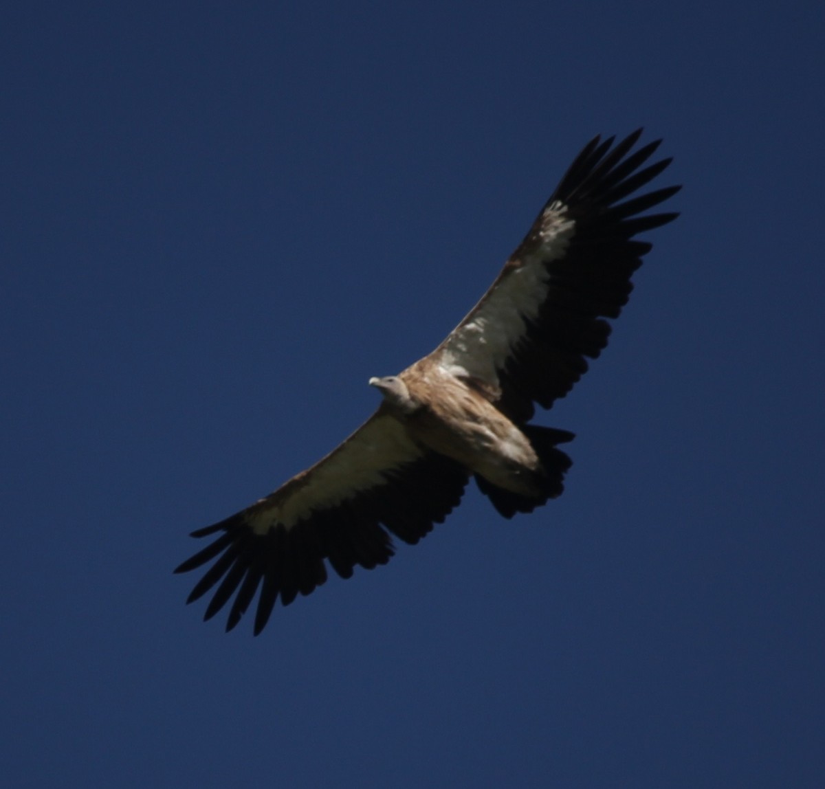 Himalayan Griffon - Chandrika Khirani