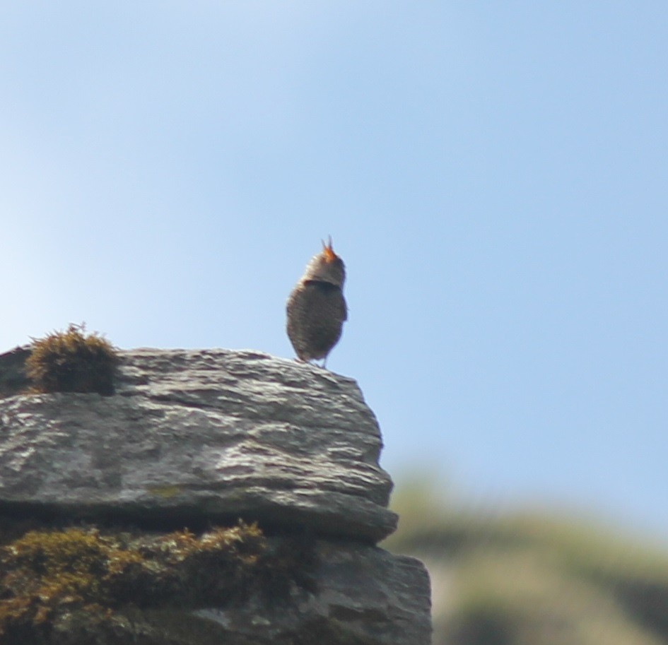 Eurasian Wren - ML221970721