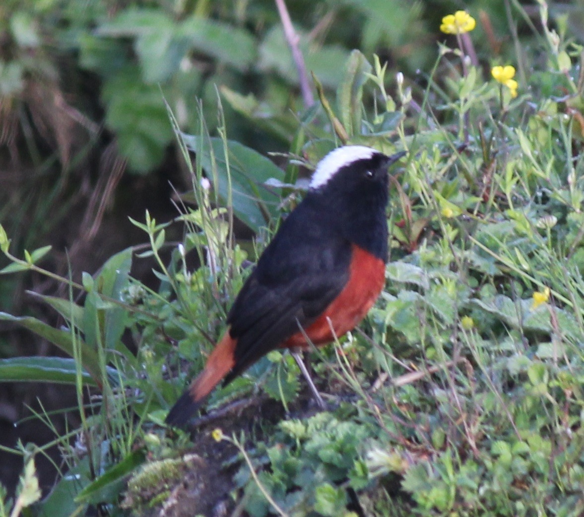 White-capped Redstart - ML221970881