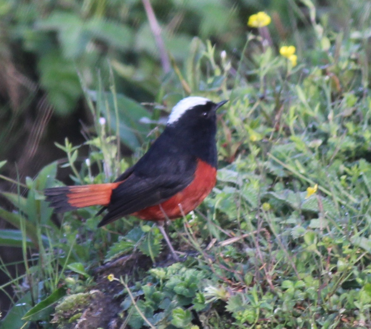 White-capped Redstart - ML221970891