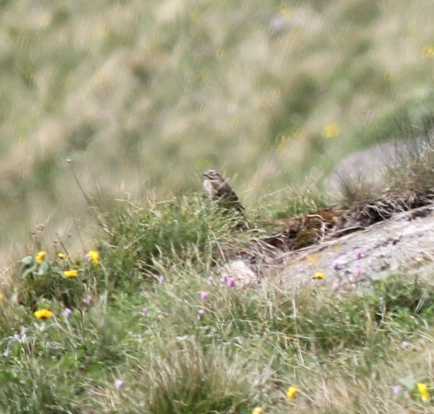 Upland Pipit - Chandrika Khirani