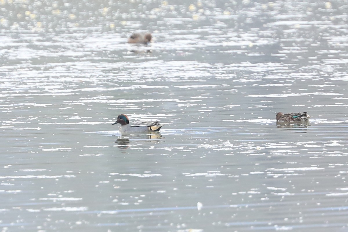 Green-winged Teal (Eurasian) - ML221971461