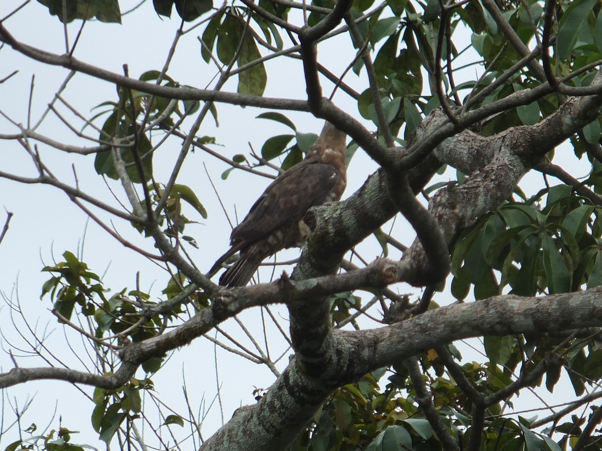 European Honey-buzzard - ML221971651