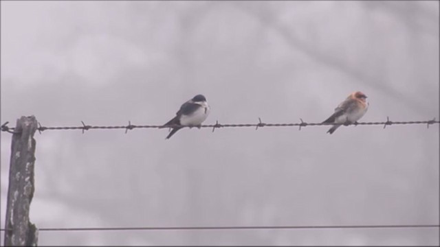 Blue-and-white Swallow - ML221972481