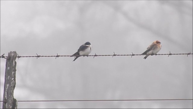 Tawny-headed Swallow - ML221972521