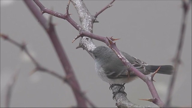 Sooty Tyrannulet - ML221972651