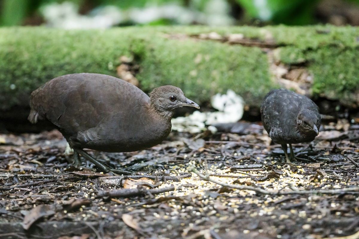 Cinereous Tinamou - ML221972661