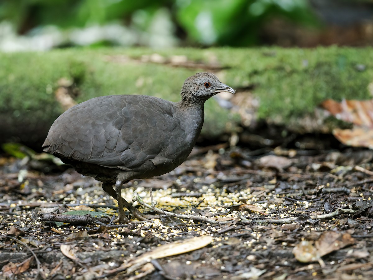 Cinereous Tinamou - ML221972671