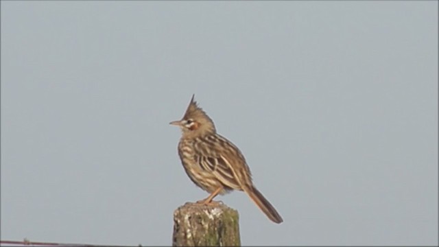 Lark-like Brushrunner - ML221972851