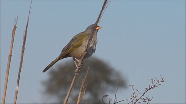 Great Pampa-Finch - ML221972881