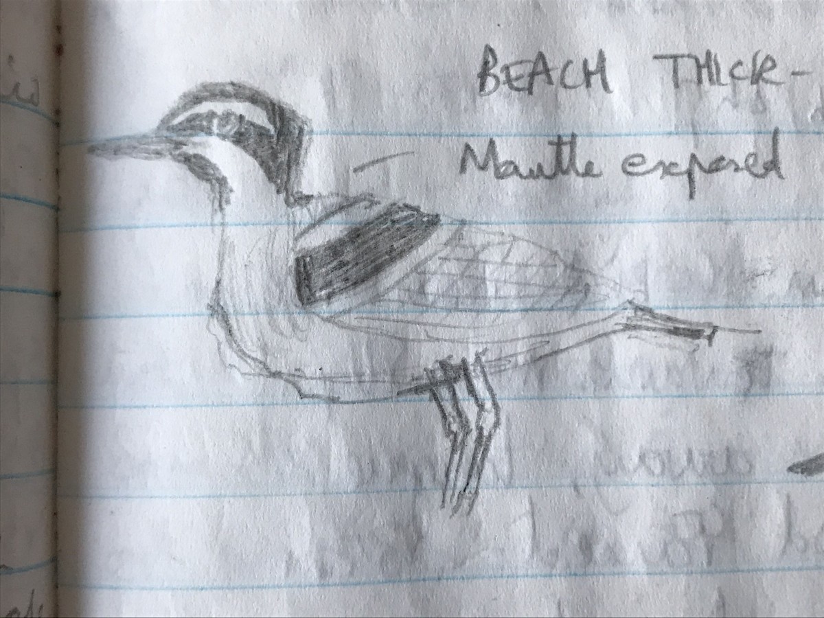 Beach Thick-knee - ML221972941