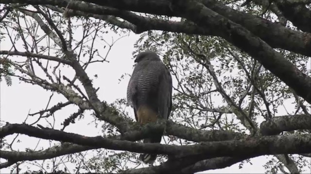 Crane Hawk - ML221973181