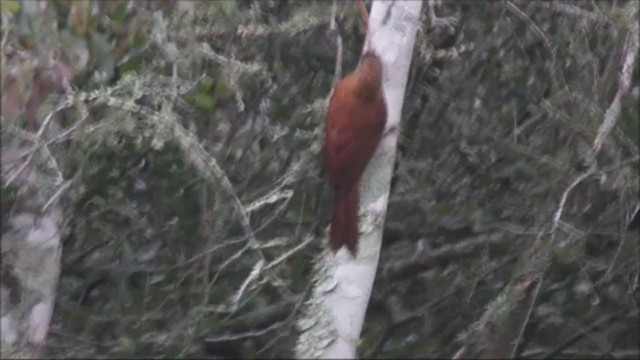 Red-billed Scythebill - ML221973341
