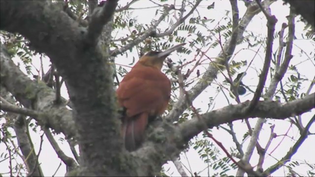 Great Rufous Woodcreeper - ML221973351