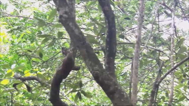 Olivaceous Woodcreeper - ML221973391