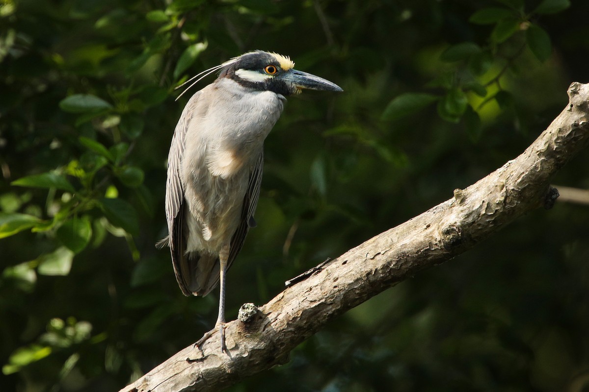 Yellow-crowned Night Heron - ML221973401