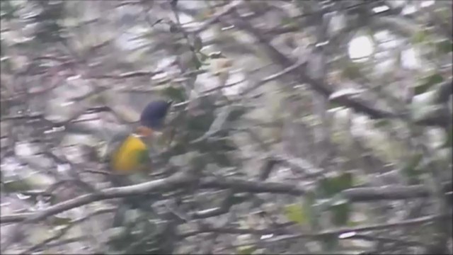 Tropical Parula - ML221973421